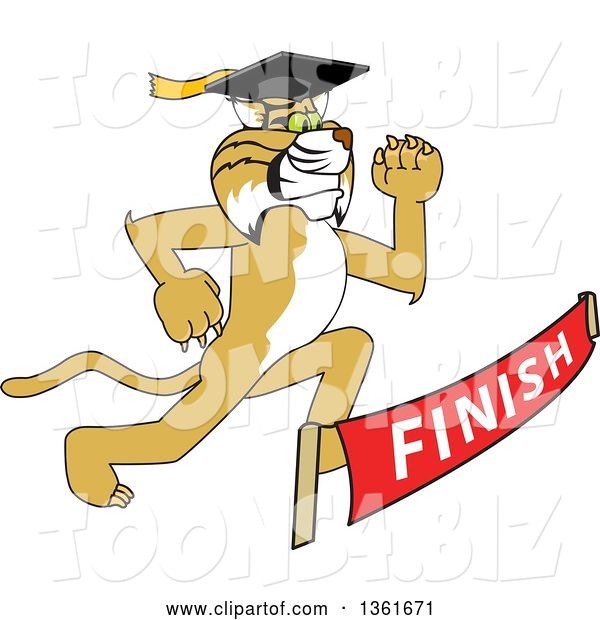 Vector Illustration of a Cartoon Determined Bobcat Mascot Graduate Running to a Finish Line