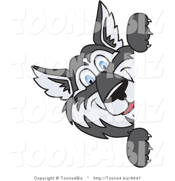 Vector Illustration of a Cartoon Husky Mascot Looking Around a Blank Sign