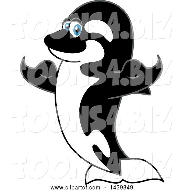 Vector Illustration of a Cartoon Killer Whale Orca Mascot Flexing