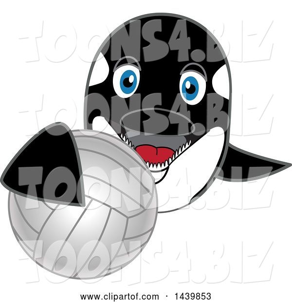 Vector Illustration of a Cartoon Killer Whale Orca Mascot Grabbing a Volleyball
