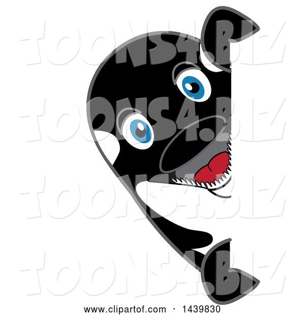 Vector Illustration of a Cartoon Killer Whale Orca Mascot Looking Around a Sign