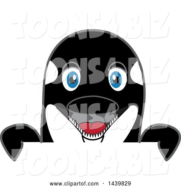 Vector Illustration of a Cartoon Killer Whale Orca Mascot Looking over a Sign