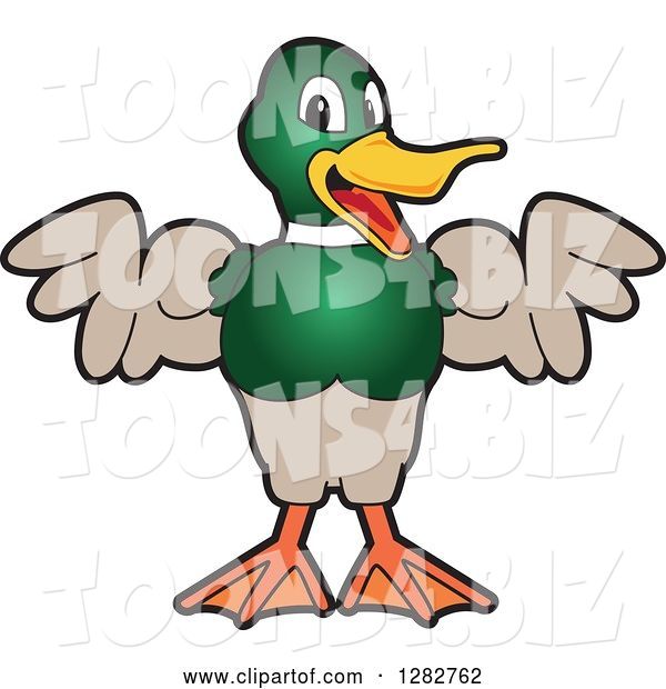 Vector Illustration of a Cartoon Mallard Duck School Mascot Flexing His Muscles