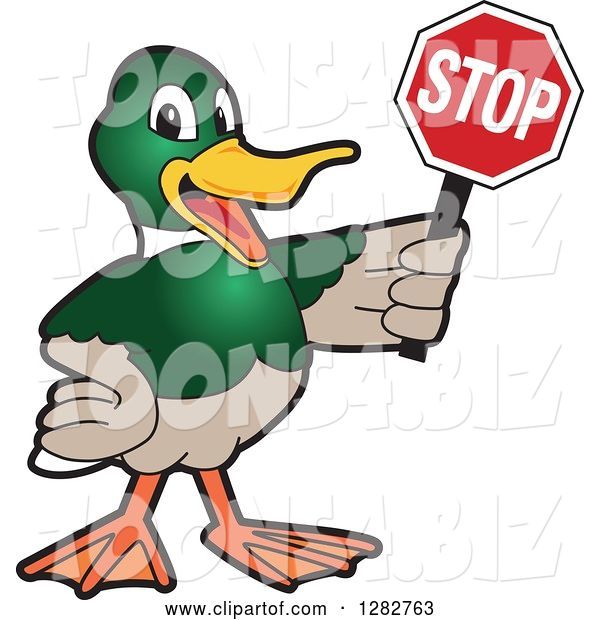 Vector Illustration of a Cartoon Mallard Duck School Mascot Holding a Stop Sign