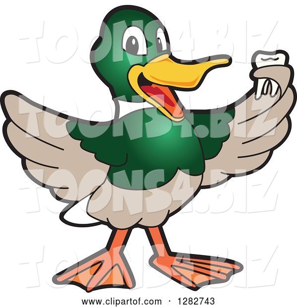 Vector Illustration of a Cartoon Mallard Duck School Mascot Holding a Tooth