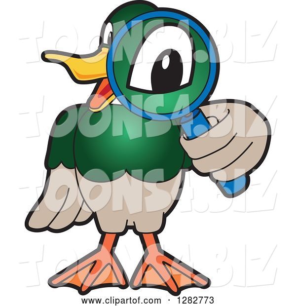 Vector Illustration of a Cartoon Mallard Duck School Mascot Looking Through a Magnifying Glass