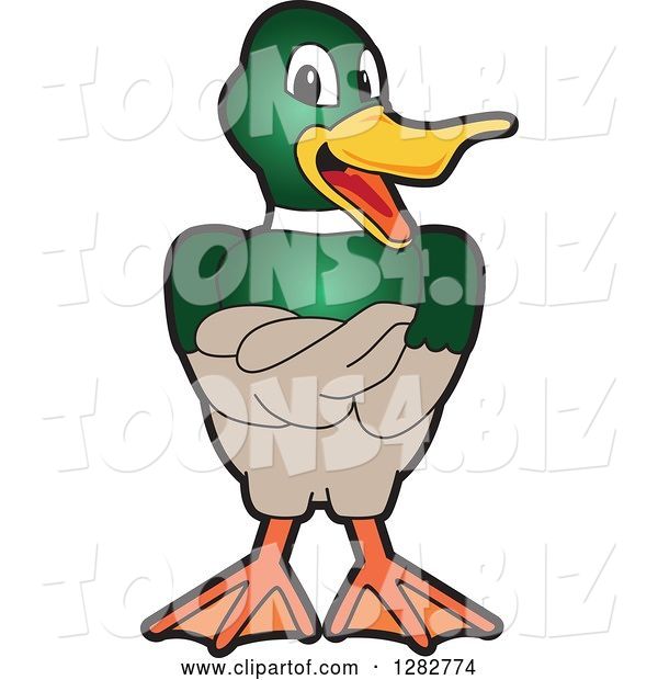 Vector Illustration of a Cartoon Mallard Duck School Mascot with Folded Wings
