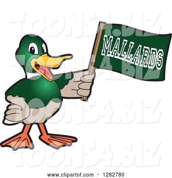 Vector Illustration of a Cartoon Mallard Duck School Sports Mascot Holding up a Flag