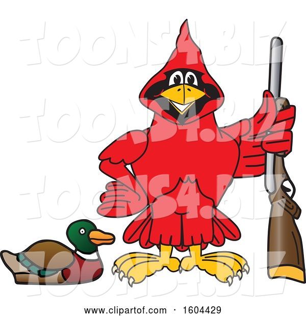 Vector Illustration of a Cartoon Red Cardinal Bird Mascot Duck Hunting