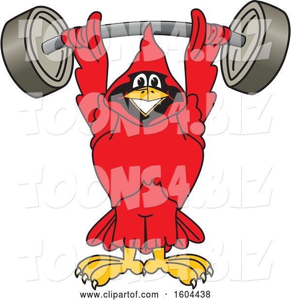 Vector Illustration of a Cartoon Red Cardinal Bird Mascot Lifting a Heavy Barbell