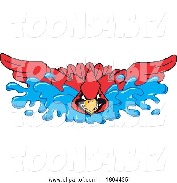 Vector Illustration of a Cartoon Red Cardinal Bird Mascot Swimming