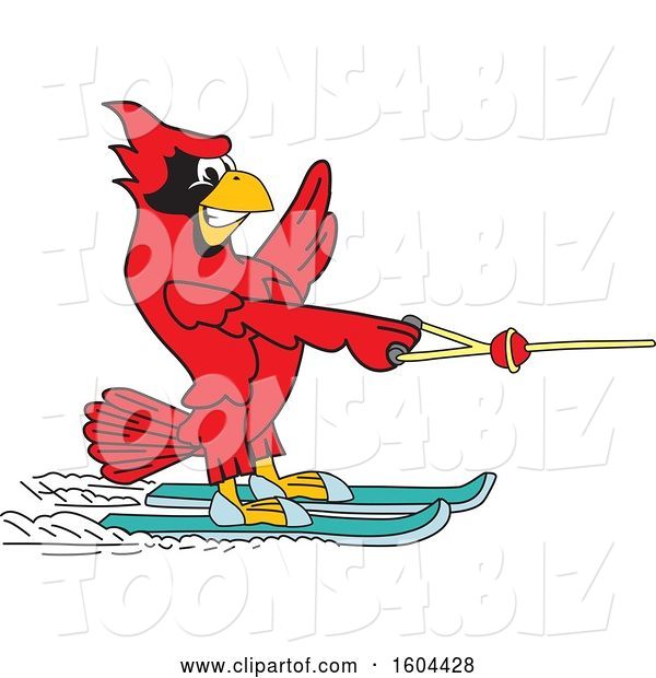Vector Illustration of a Cartoon Red Cardinal Bird Mascot Water Skiing