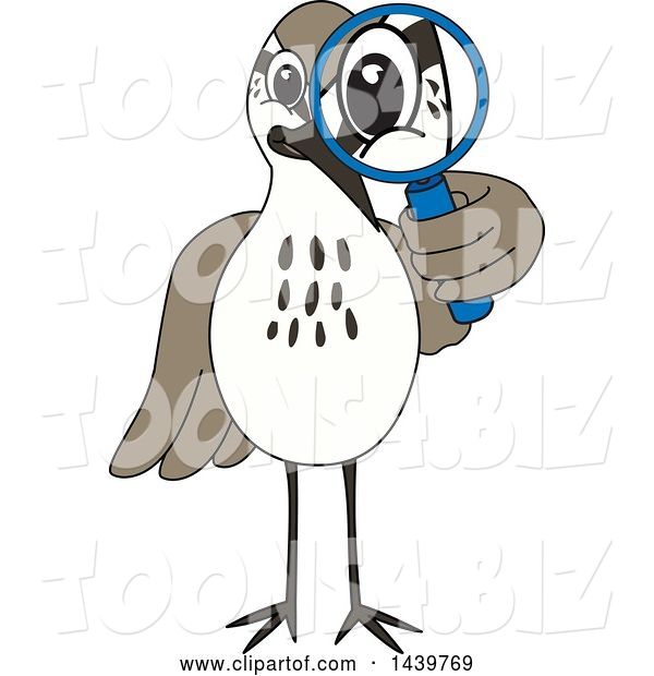Vector Illustration of a Cartoon Sandpiper Bird School Mascot Looking Through a Magnifying Glass