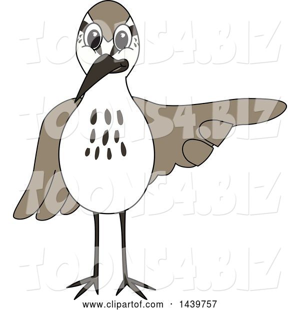 Vector Illustration of a Cartoon Sandpiper Bird School Mascot Pointing
