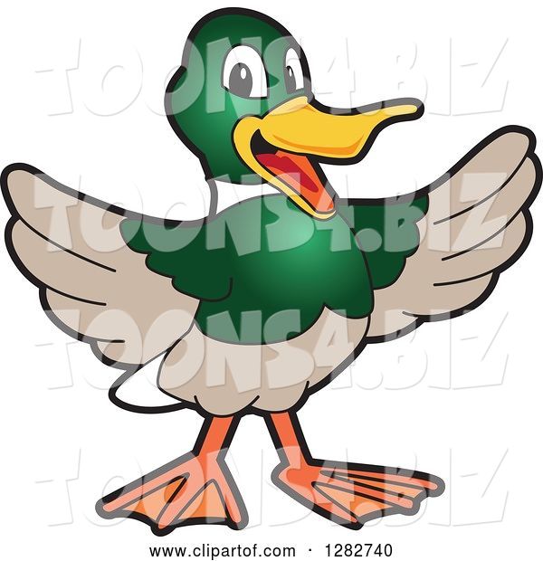 Vector Illustration of a Cartoon Welcoming Mallard Duck School Mascot