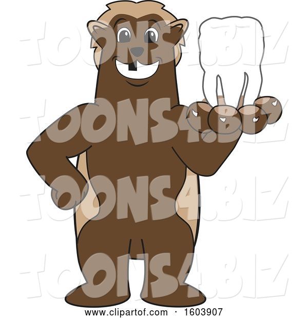 Vector Illustration of a Cartoon Wolverine Mascot Holding out a Tooth