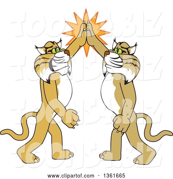 Vector Illustration of Cartoon Bobcat Mascots High Fiving, Symbolizing Pride