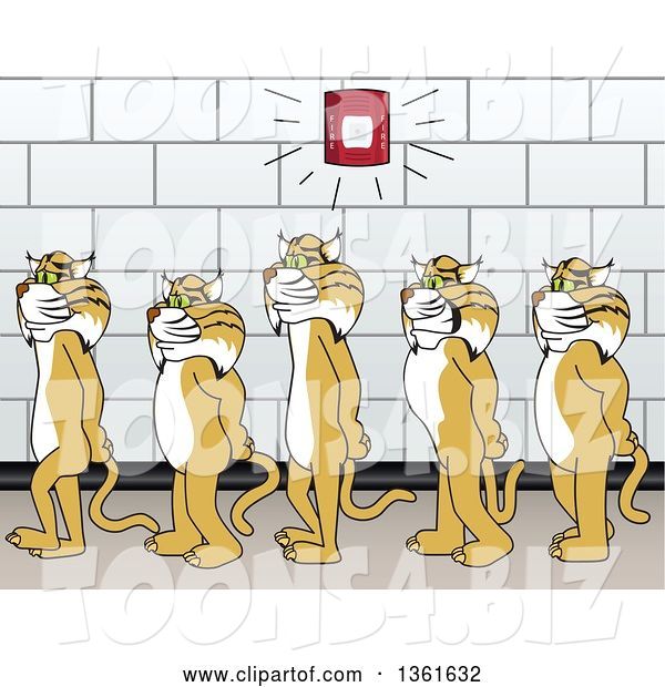 Vector Illustration of Cartoon Bobcat Mascots Walking in Line in a Hallway As a Fire Alarm Goes Off, Symbolizing Safety