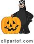Vector Illustration of a Cartoon Black Bear School Mascot with a Halloween Jackolantern Pumpkin by Mascot Junction