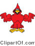 Vector Illustration of a Cartoon Cardinal Mascot Flexing by Mascot Junction
