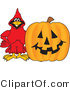 Vector Illustration of a Cartoon Cardinal Mascot with a Halloween Pumpkin by Mascot Junction