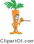 Vector Illustration of a Cartoon Carrot Mascot Holding a Pointer Stick by Mascot Junction