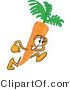 Vector Illustration of a Cartoon Carrot Mascot Running Fast by Mascot Junction