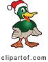 Vector Illustration of a Cartoon Christmas Mallard Duck School Mascot Wearing a Santa Hat by Mascot Junction