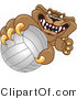 Vector Illustration of a Cartoon Cougar Mascot Character Grabbing a Volleyball by Mascot Junction