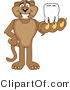 Vector Illustration of a Cartoon Cougar Mascot Character Holding a Tooth by Mascot Junction