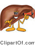 Vector Illustration of a Cartoon Liver Mascot Holding a Megaphone by Mascot Junction