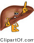 Vector Illustration of a Cartoon Liver Mascot Pointing Upwards by Toons4Biz