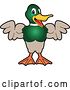 Vector Illustration of a Cartoon Mallard Duck School Mascot Flexing His Muscles by Mascot Junction