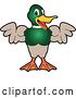 Vector Illustration of a Cartoon Mallard Duck School Mascot Flexing His Muscles by Toons4Biz