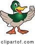 Vector Illustration of a Cartoon Mallard Duck School Mascot Holding a Tooth by Mascot Junction