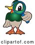 Vector Illustration of a Cartoon Mallard Duck School Mascot Looking Through a Magnifying Glass by Toons4Biz