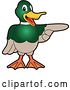 Vector Illustration of a Cartoon Mallard Duck School Mascot Pointing to the Right by Mascot Junction
