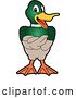 Vector Illustration of a Cartoon Mallard Duck School Mascot with Folded Wings by Mascot Junction