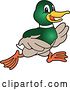 Vector Illustration of a Cartoon Mallard Duck School Sports Mascot Running by Toons4Biz