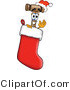 Vector Illustration of a Cartoon Mallet Mascot Wearing a Santa Hat Inside a Red Christmas Stocking by Mascot Junction