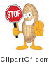 Vector Illustration of a Cartoon Peanut Mascot Holding a Stop Sign by Mascot Junction