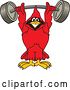 Vector Illustration of a Cartoon Red Cardinal Bird Mascot Lifting a Heavy Barbell by Mascot Junction