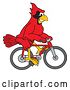 Vector Illustration of a Cartoon Red Cardinal Bird Mascot Riding a Bicycle by Mascot Junction