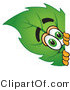Vector Illustration of a Green Leaf Mascot Peeking Around a Corner by Mascot Junction